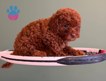 Safkan Poodle Yavrularımız Dişi ve Erkek - 10724 - Görsel 3