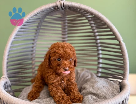 Toy Poodle Güzel Kızımız 2 Aylık - 10725 - Görsel 3