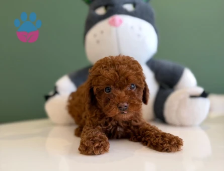 Toy Poodle Güzel Kızımız 2 Aylık - 10725