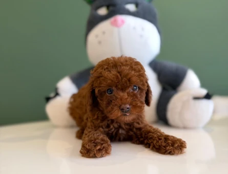 Toy Poodle Güzel Kızımız 2 Aylık - 10725