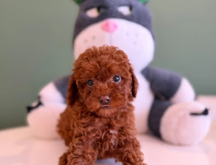 2 Aylık Toy Poodle Yavrularımız - 10726