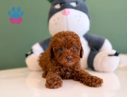 2 Aylık Toy Poodle Yavrularımız - 10726 - Görsel 3