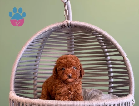 Toy Poodle Safkan Bebeklerimiz - 10727