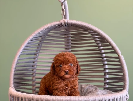 Toy Poodle Safkan Bebeklerimiz - 10727