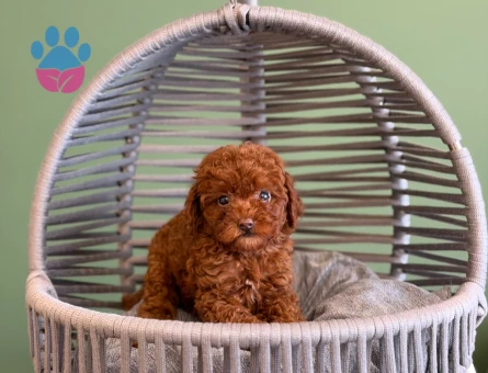 Toy Poodle Safkan Bebeklerimiz - 10727 - Görsel 3