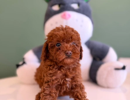 2 Aylık Yavru Toy Poodle Dişi ve Erkek - 10728