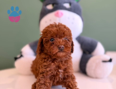 2 Aylık Yavru Toy Poodle Dişi ve Erkek - 10728 - Görsel 3