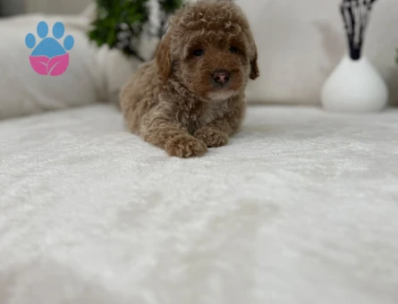 Gerçek Tea Kore Maltipoo Yavrularimiz - 10742 - Görsel 3