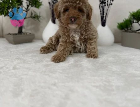 Gerçek Tea Kore Maltipoo Yavrularimiz - 10742 - Görsel 4