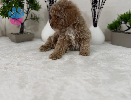 Gerçek Tea Kore Maltipoo Yavrularimiz - 10742 - Görsel 2