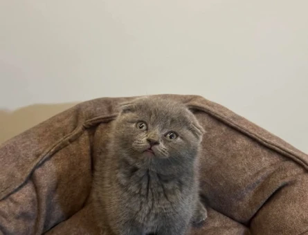Scottish fold gri yavru
