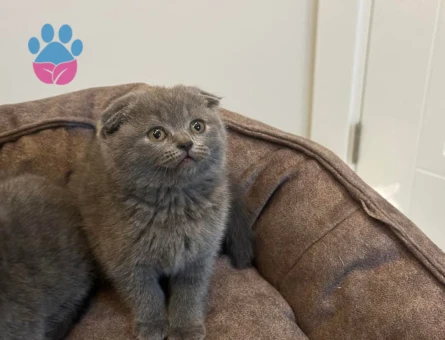 Scottish fold gri yavru