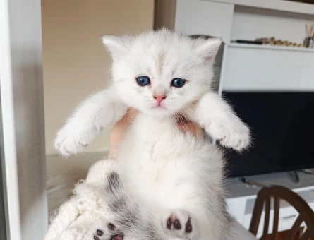 2 Aylık British Shorthair Dişi ve Erkek