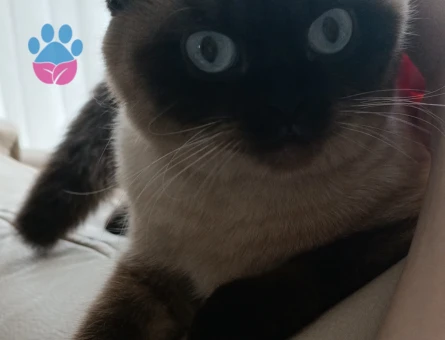 Scottish Fold Uslu Kızım Lıly Yuva Arıyor