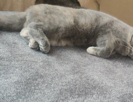 Scottish Fold 1.5 yaş eğitimli