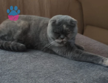 Scottish Fold 1.5 yaş eğitimli
