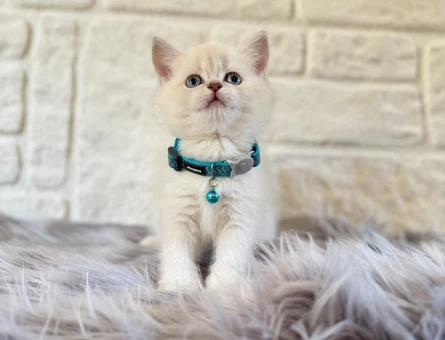 2 Aylık British Shorthair Yavrular