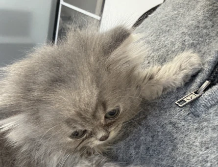 2 Aylık Erkek British Longhair