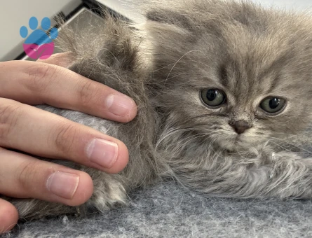 2 Aylık Erkek British Longhair