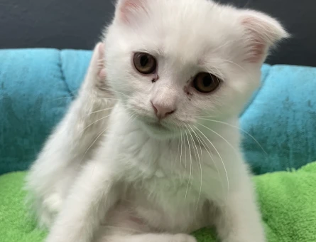erkek scottish fold