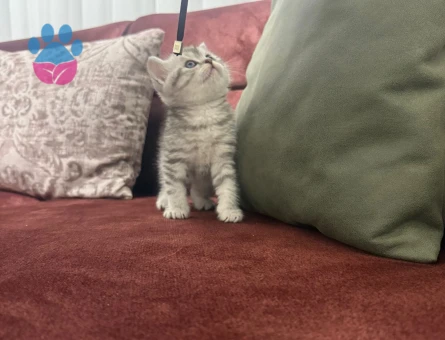 Çok Tatlı Yavrular