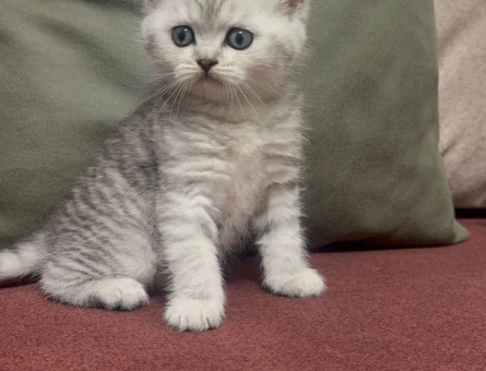 Çok Tatlı Yavrular