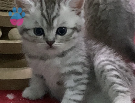 Çok Tatlı Yavrular