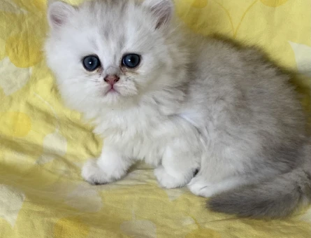 Safkan Orjinal Silver Point NS3311 Longhair bebek