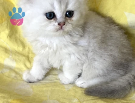 Safkan Orjinal Silver Point NS3311 Longhair bebek