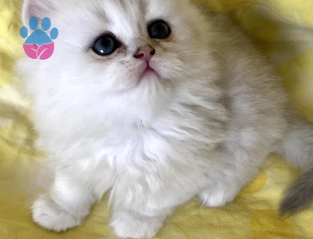 Safkan Orjinal Silver Point NS3311 Longhair bebek