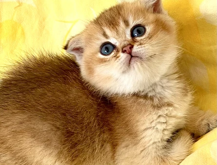 Orjinal safkan Golden NY11 yeşil gözlü yakışıklı minnak