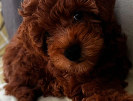 REDBROWN TOY POODLE