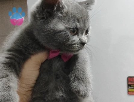 Safkan British shorthair yavrular