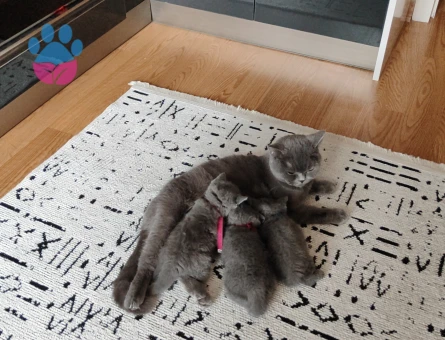 Safkan British shorthair yavrular