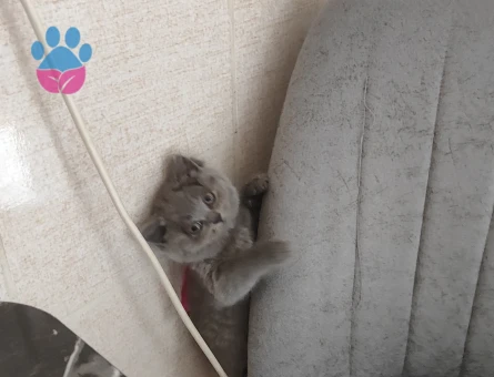 Safkan British shorthair yavrular