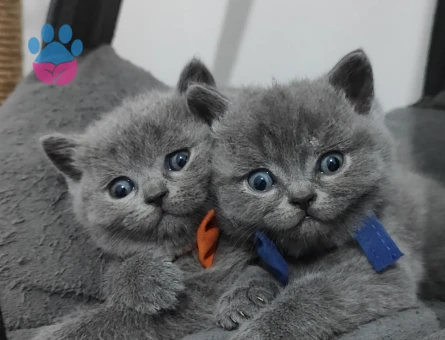 Safkan British shorthair yavrular