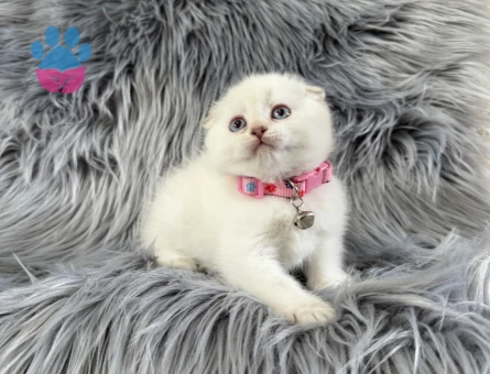 Scottish Fold Dişi 2 Aylık