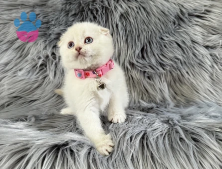 Scottish Fold Dişi 2 Aylık