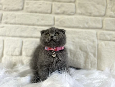 Scottish Fold 2 Aylık Dişi Duman Grisi