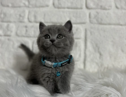 British Shorthair 2 Aylık Erkek Yavrumuz
