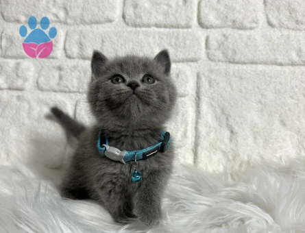 British Shorthair 2 Aylık Erkek Yavrumuz