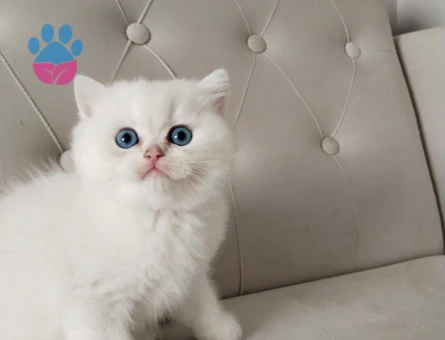 British Shorthair Golden Ay1233 Erkek