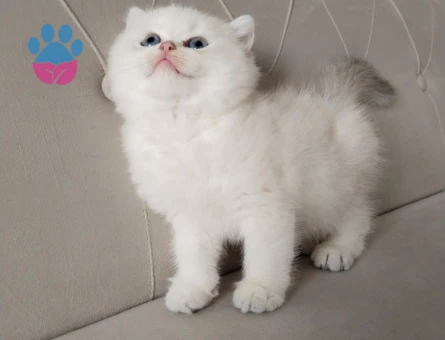 British Shorthair Golden Ay1233 Erkek