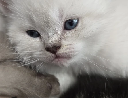 2 Aylık British Shorthair Yavrularımıza yuva arıyoruz
