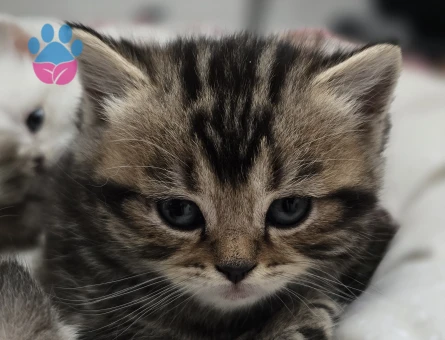 2 Aylık British Shorthair Yavrularımıza yuva arıyoruz