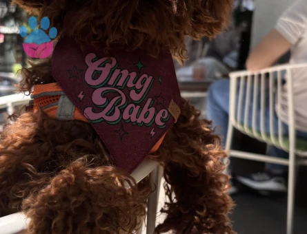 2,5 kg Kore Toy Poodle Red Brown oğluma çiftleştirmek için dişi toy Poodle arıyoruz