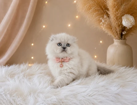 Scottish Fold Longhair Blue Point Dişi - 4613