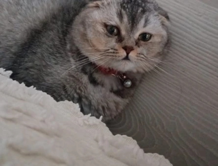 Scottish Fold Kuzey Oğluma Kalıcı Yuva Aranıyor - 4614