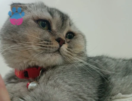 Scottish Fold Kuzey Oğluma Kalıcı Yuva Aranıyor