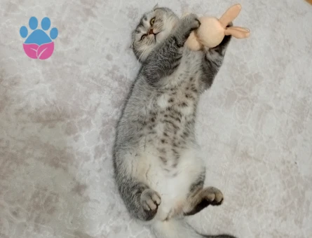 Scottish Fold Kuzey Oğluma Kalıcı Yuva Aranıyor